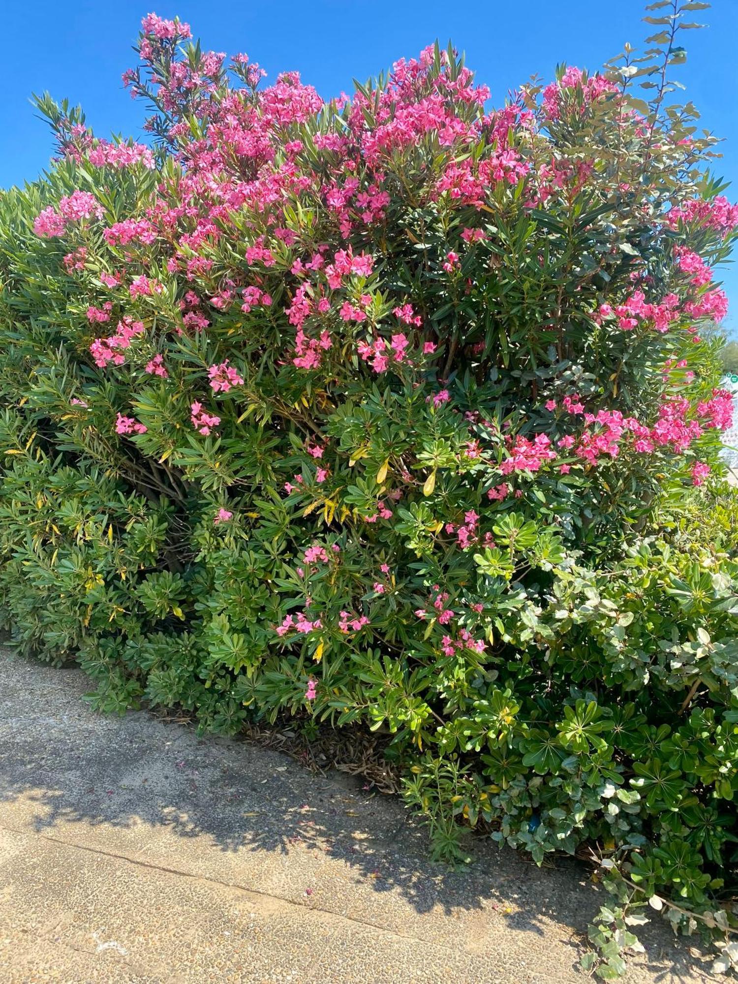 Bord De Mer: Soleil, Et Grande Terrasse Pour Instants De Detente Apartment *